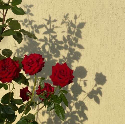 اهنگ نزدیک نیا دیگه همونجا بمون پشت فیس چه هیولایی بود