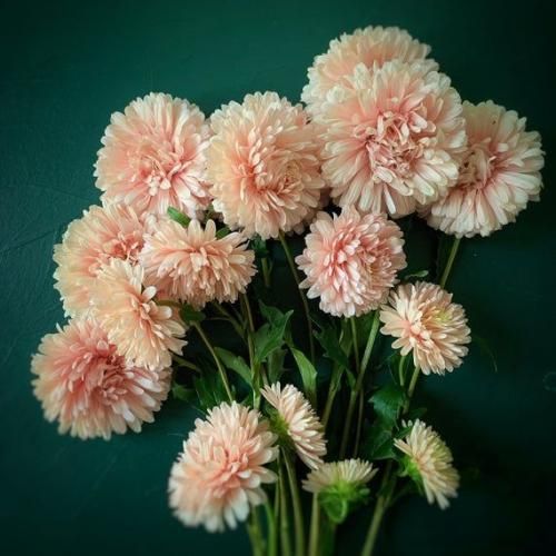 اهنگ همه زورمو زدم که بشه درست که دستم بکنه دستامونو مشت