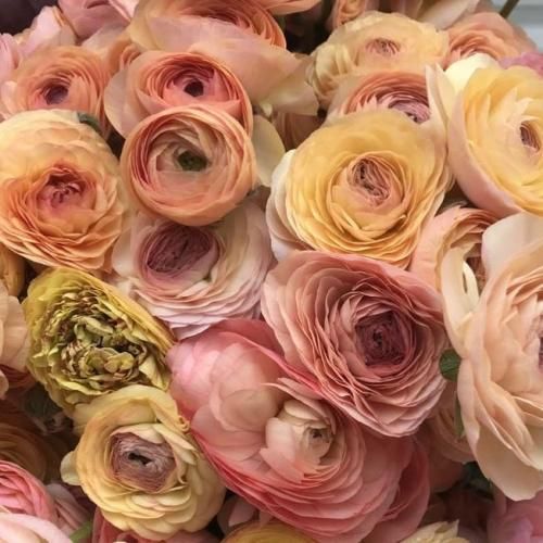 اهنگ دیگه راهی نموند از عشق یه طرفه کرد فسخش نه مهم نی اون حرفاش