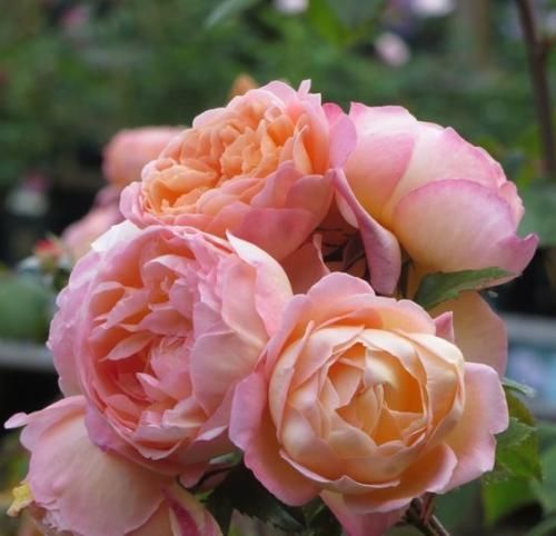 اهنگ لعنت به این عشق لعنت به یادش لعنت به روزایی که بودم کنارش