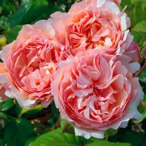 اهنگ یادم میره تنهام یادم میره حرفام تا آخر بفهمم راز بین لبات