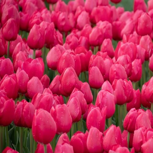 اهنگ شاید اون مثه من دلش تنگه شاید اون با خودش توی جنگه خیالاتی شدم