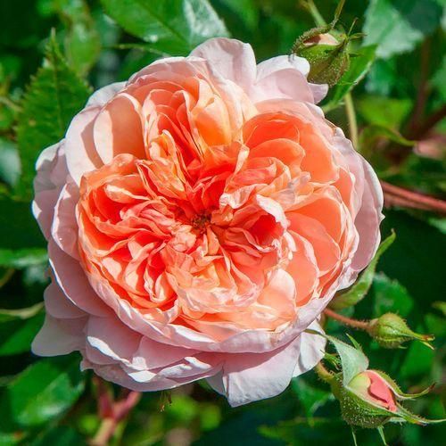 اهنگ عزیزم توی عشقت به یه جایی رسیدم هرکاری کنی باز تورو ادامه میدم