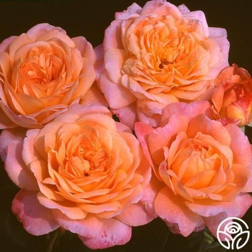 اهنگ هنوز نیومده رفته ست بکگراند با کفشم مغز یه آدم رد