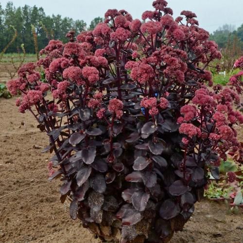 اهنگ حس من به تو ادامه داره بعد تو جات خالیه این بده خب هنوز دوست دارم