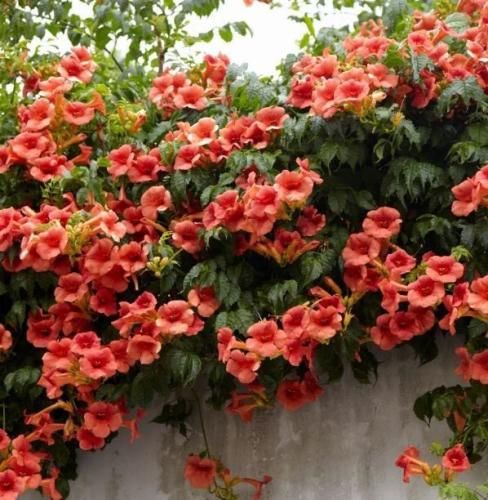 اهنگ بدون یکی باهاته که نمیره نمیکنه پشت بهت دور بمونه چشم بد