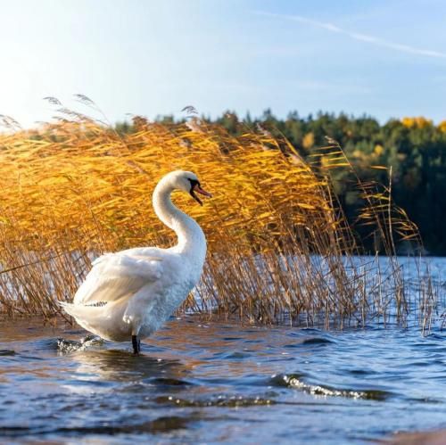 کسی میخوادت شبیه من مگه