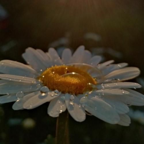 دیگه قلبم توی این تنم جواب نمیده و هی امید میخرم ترند اینستایی