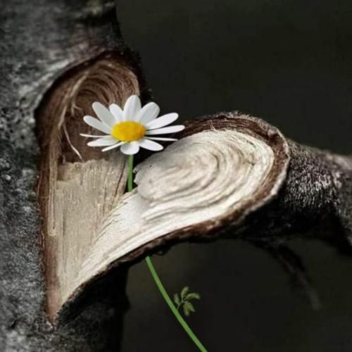 گفتن دختره رو میخوای گفت میشم مثل باد همه جا تو موهات