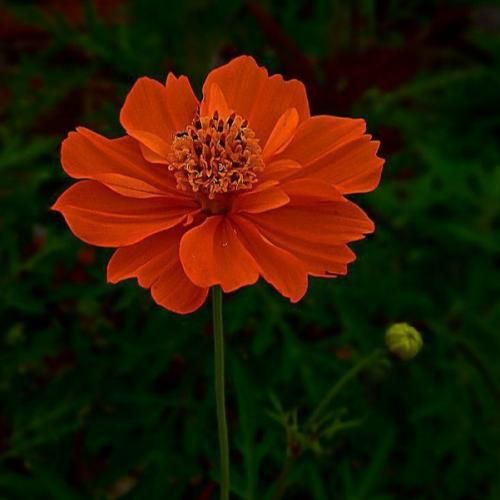 دستاتو به جز من دادیش به کی جان چشات دیوانه بازیات