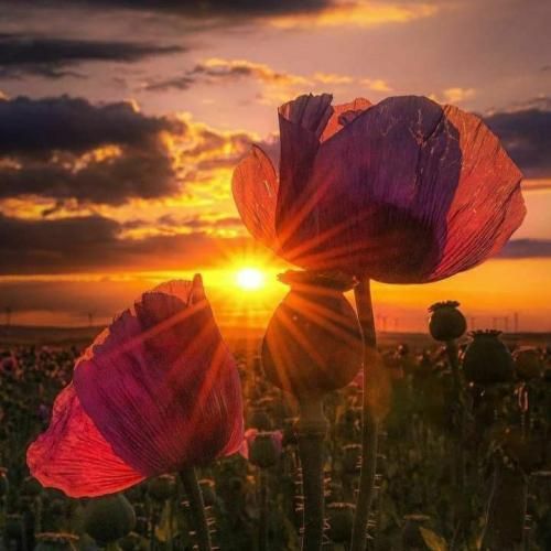  به والله دلم تنگه یه فکری بکن به حال دلم الان تمومش کردی رفتی