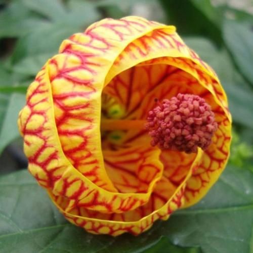 مه او اشکسته بالم که دارم شوق پرواز