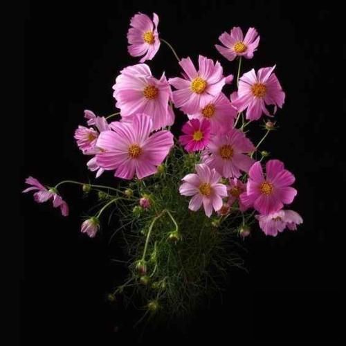 ما بچه پایینیمو عشقی به ما نیومده