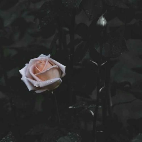  زندگیم و پات دامه تو خیلی حالیته حال زندانی دیرم