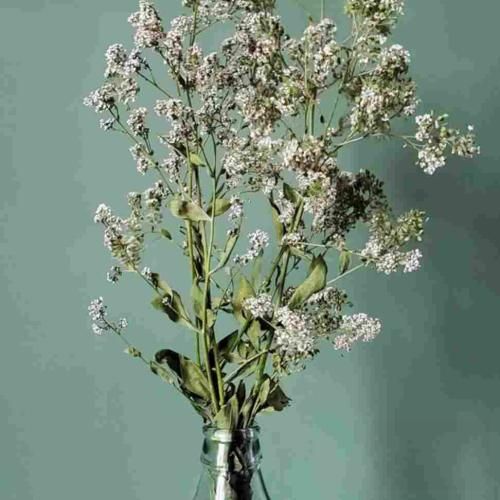 کمه دوتا چشام واسه دیدنت اینجایی