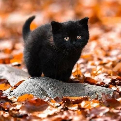 آخ بیا بغلم آره پسر آها آها تی بلامیسر