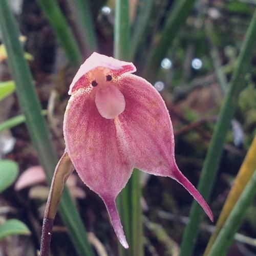 چالش وان تو تیری فور فایو سیکس سون ایت با صدای دختر