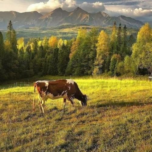 یکی وسط داره میرقصه یکی لش روی کاناپه