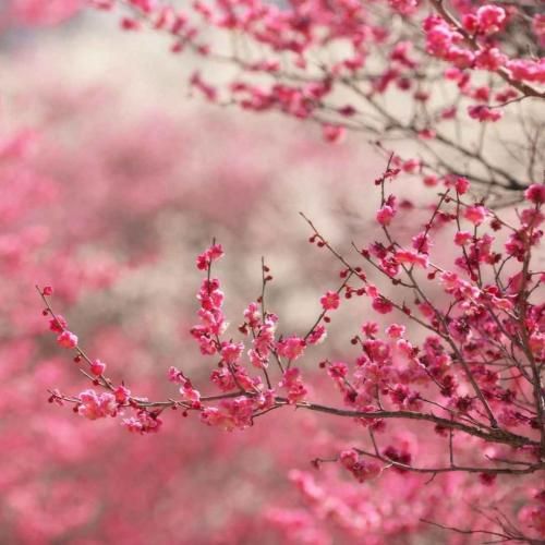 دیدنم استانبول و باید بگیرم کابلو ده تا قلپ