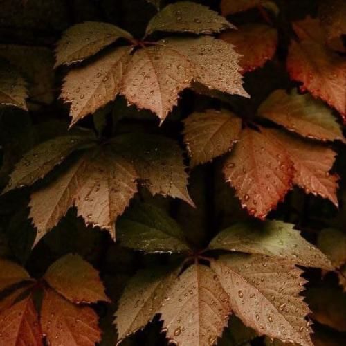 همه زخمام خوب شد ولی ردش موند