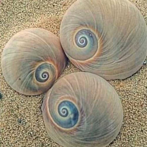 شمال کویر نداره عرب خلیج نداره