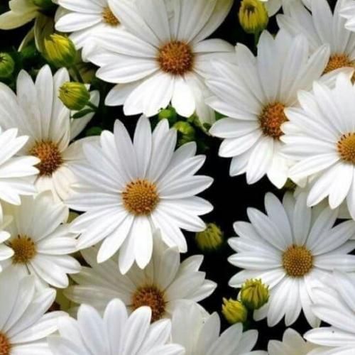   بو بو بو یه دلبری بو بو بو هور پری