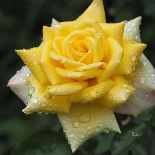  در میزنن صدا تق تق میاد همسایه زنگ زده