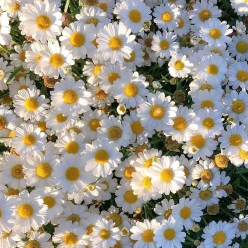  پر یه درمو‌ دونم دردمه دونی میکس اینستایی