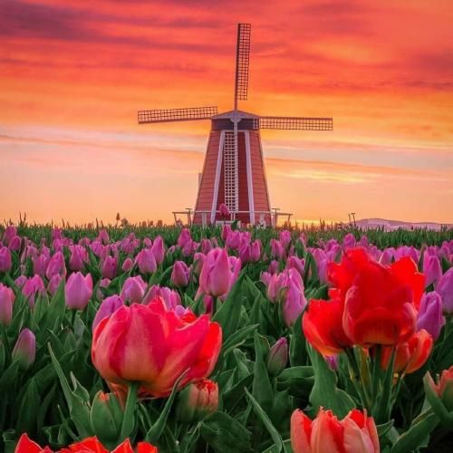 چیزی نمیگه ولی چشاش واسم داد میزنه