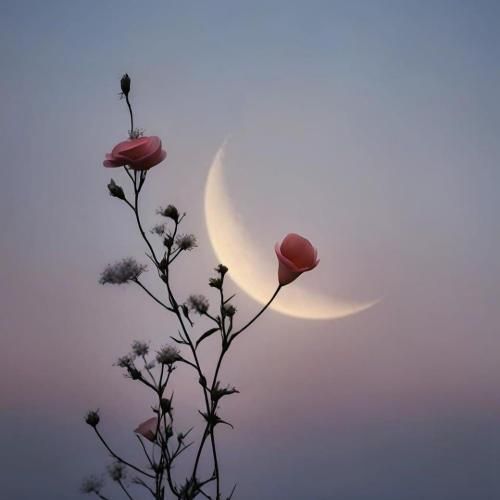 بزار اون بره میخواد بپره یه روزی میفته اون تو تله