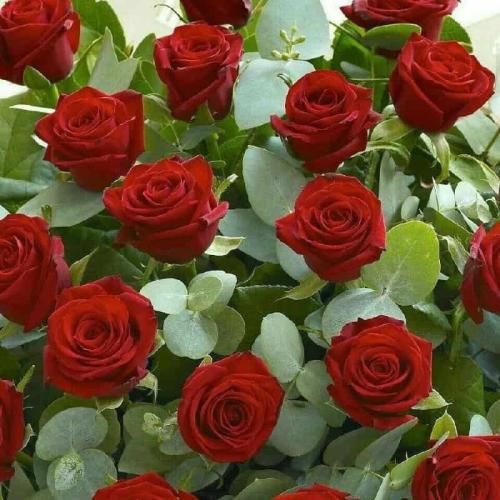  چشات منو ابسنتی کرد یاد تو شبا