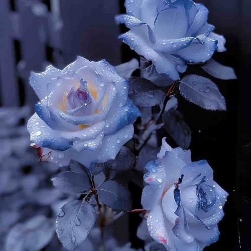 رک بگم ساده برام بودی خانواده بقیه تورو