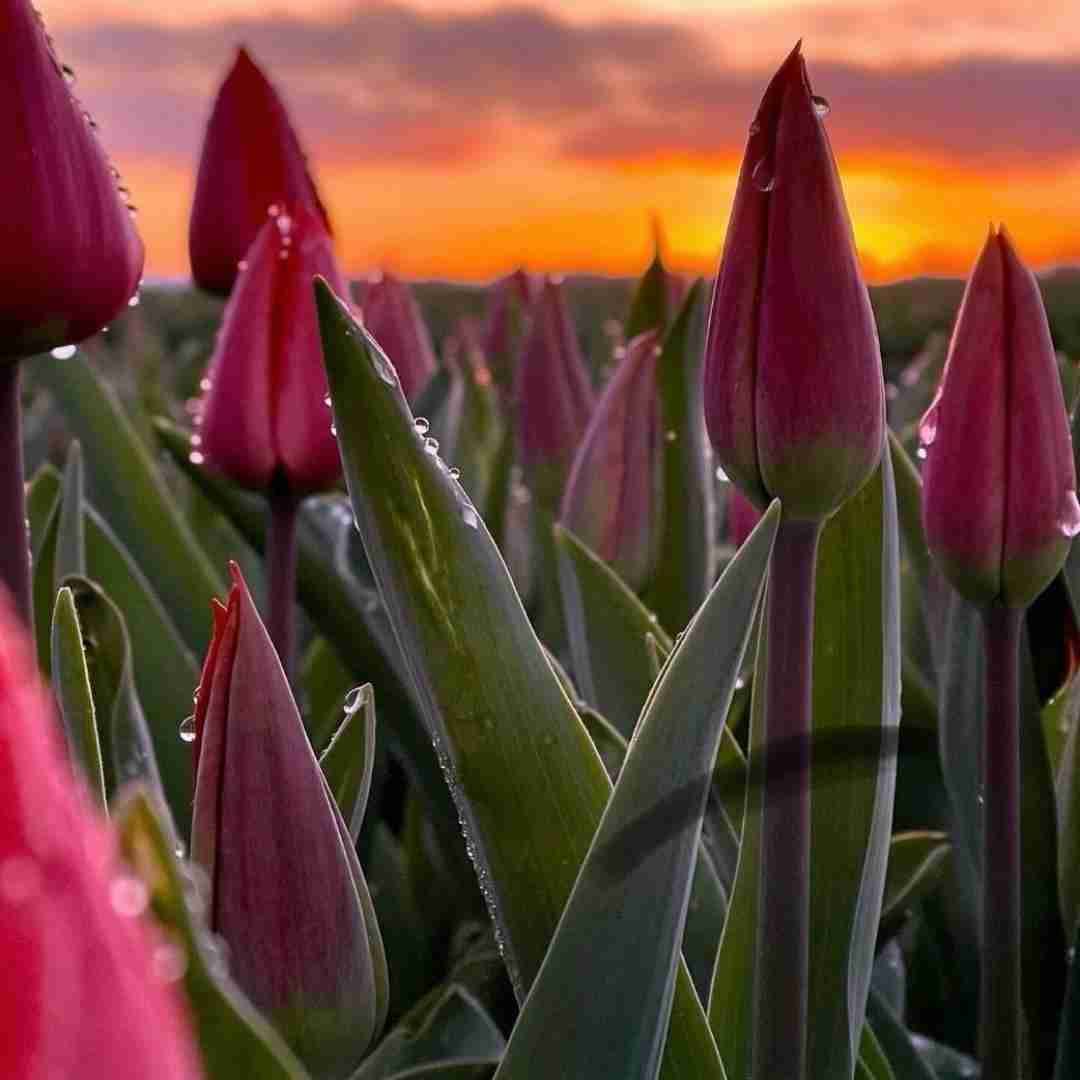 دانلود آهنگ بگو ببینم منو یادت نمیره نه نه