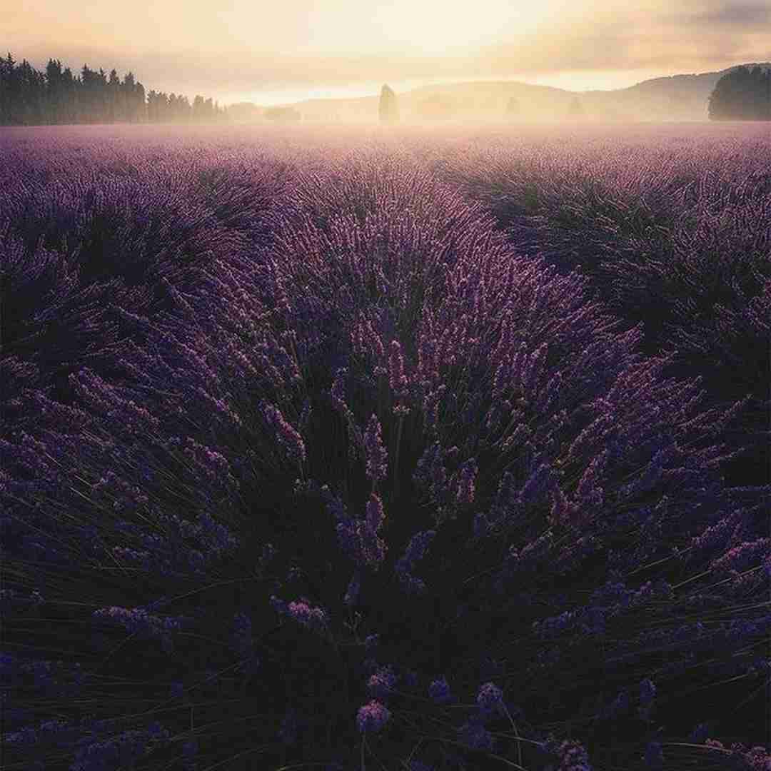 دانلود آهنگ گیس فرفریگم چاو قشنگگم