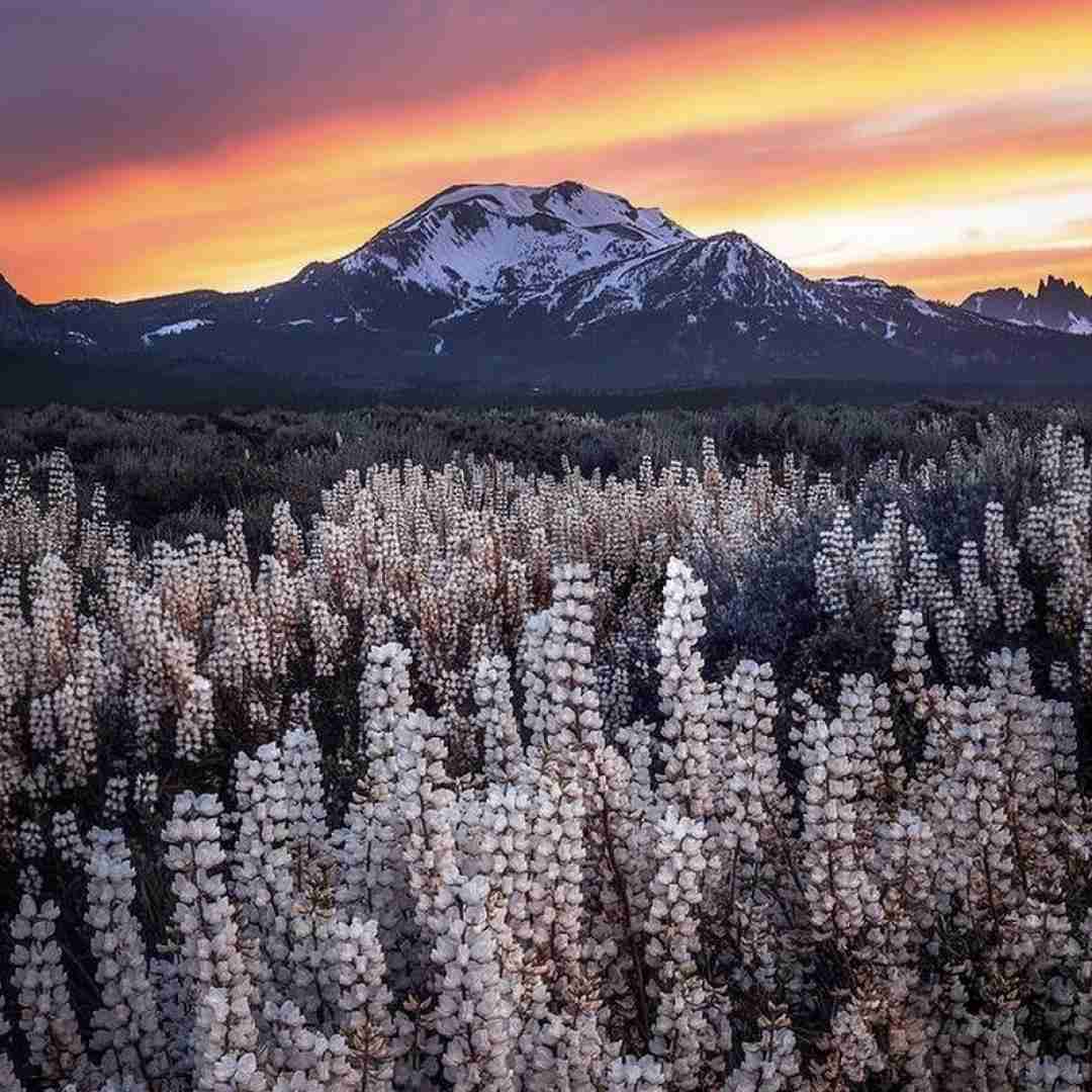 دانلود ریمیکس حیف این همه ماهی معصوم حیف