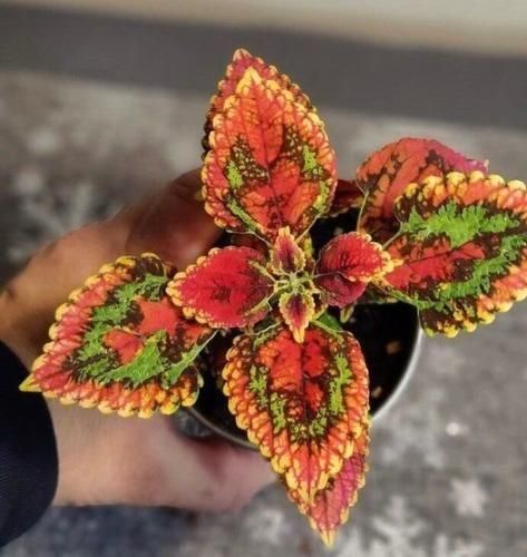 دانلود اهنگ بیا منو بغل کن دلم گرفته یه کم نازمو بکش اصلا تو