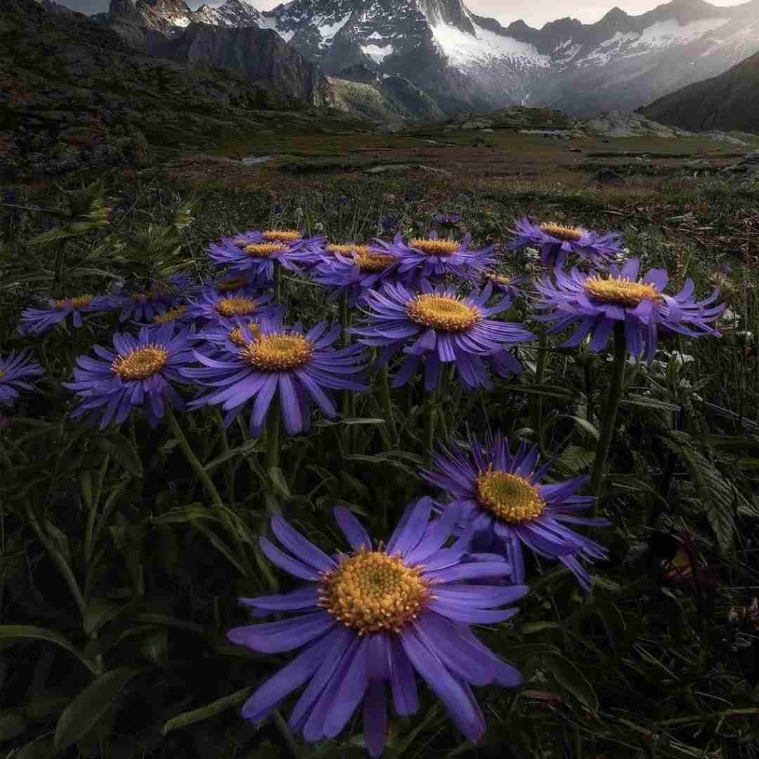 لیلا عشق تو از تو نگام پیدا دیوونم کردی شدم شیدا