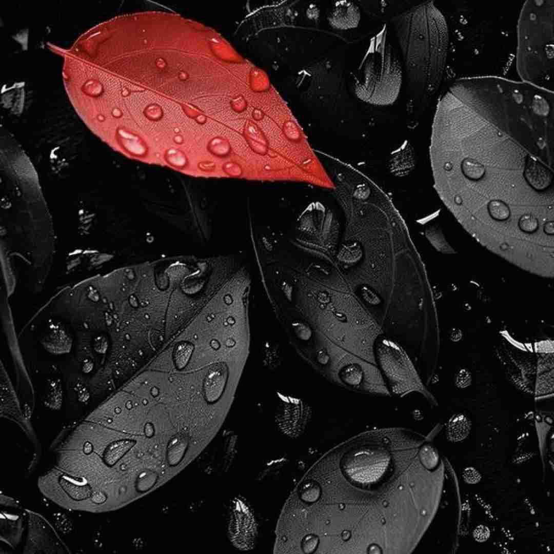 ترکی اگه شکر داری بریم سراغ چای