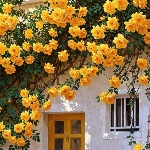 دانلود مجموعه آهنگ های معروف و ترند ترکی برای استوری