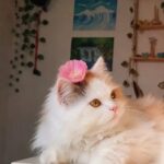 دانلود ریمیکس های بندری هیجان‌انگیز رادیو جوان
