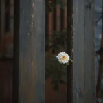 دانلود آهنگ جدید هرشب هرشب از نورا